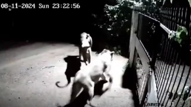 CCTV captures driveway clash between two lions and guard dog