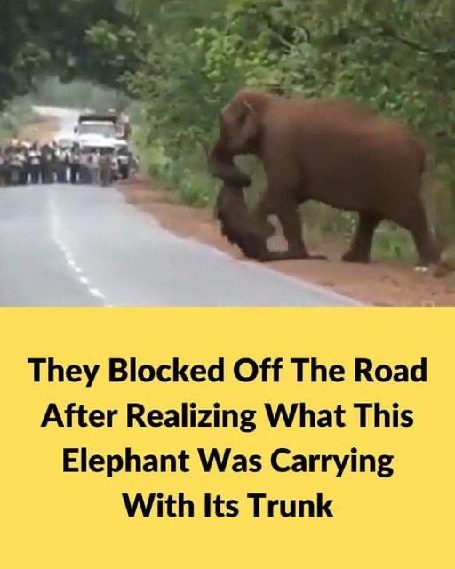 They blocked off the road after realizing what this elephant was carrying