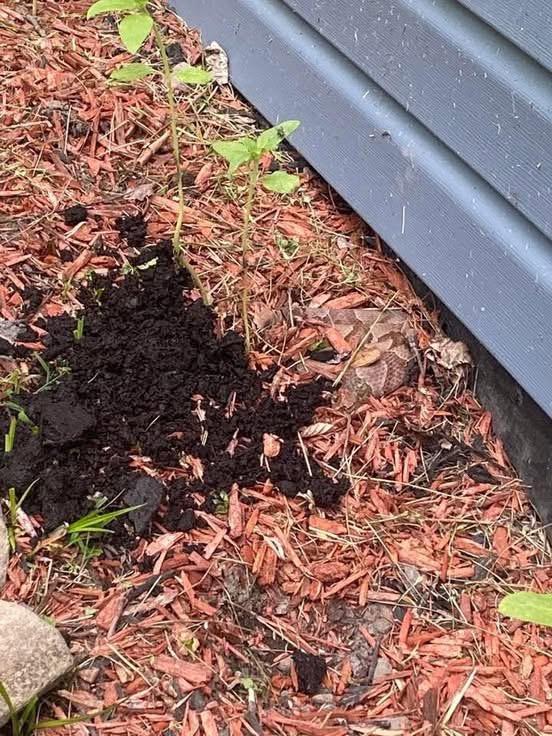 8 Easy Ways To Keep Snakes Away From Your Yard