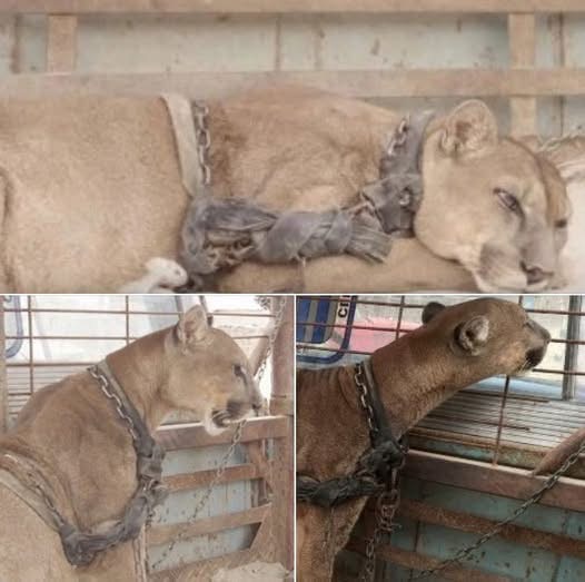 Circus lion released after being locked up for 20 years