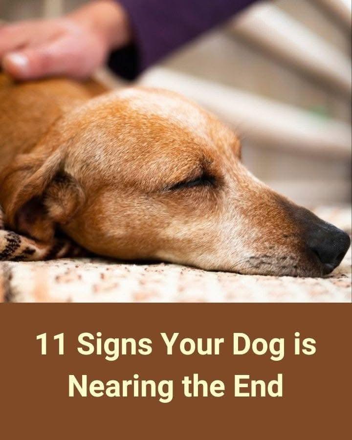 11 Signs Your Dog is Nearing the End