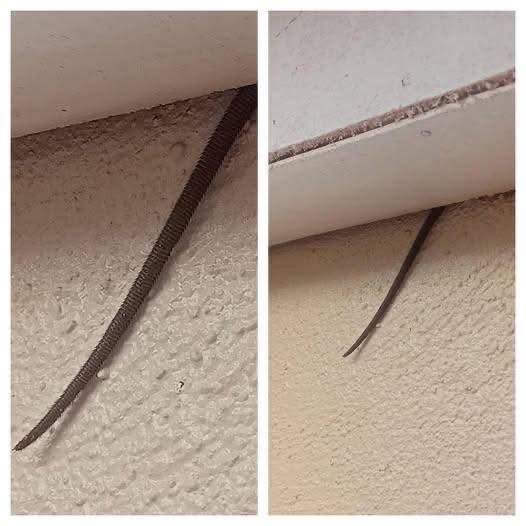 Online user finds creepy object hanging from ceiling
