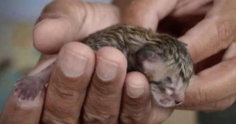 He found a kitten on the street, smaller than his fist. He took the little animal home, and later he had a huge surprise! It grew and started to look strange.