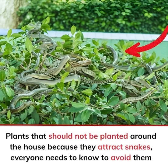Avoid These Snake Attracting Plants in Your Home or Garden