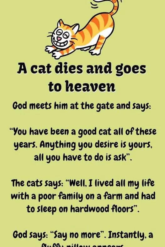 A cat dies and goes to heaven