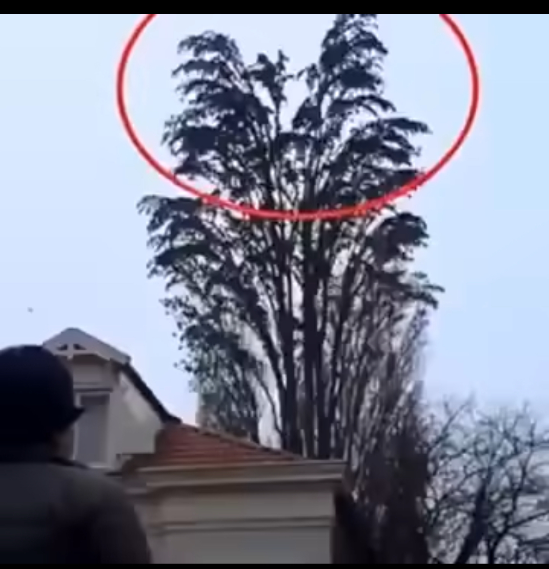 He was just filming a tree. But at 0:18 something happened