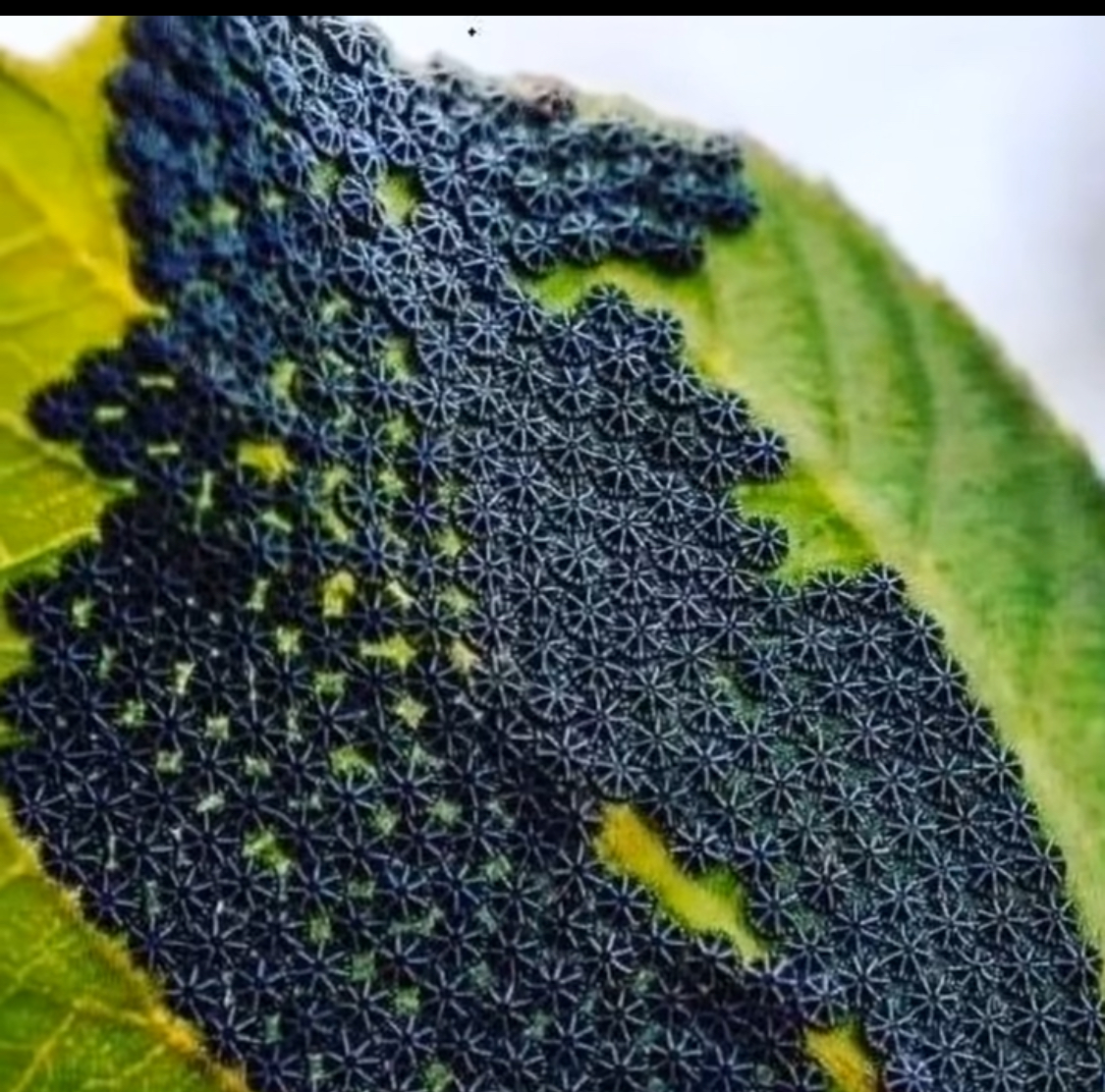 Don’t Touch These If You See Them on Your Plants