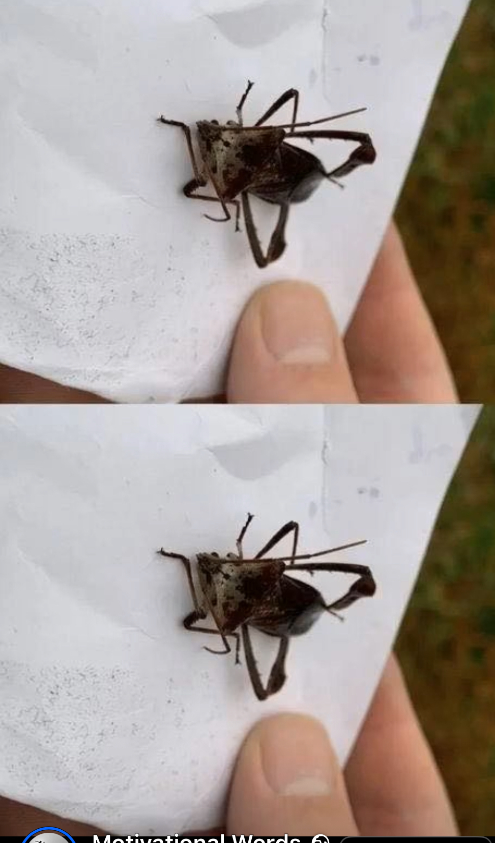 Assassin Bug Bites: Treatment, Risks, and Prevention