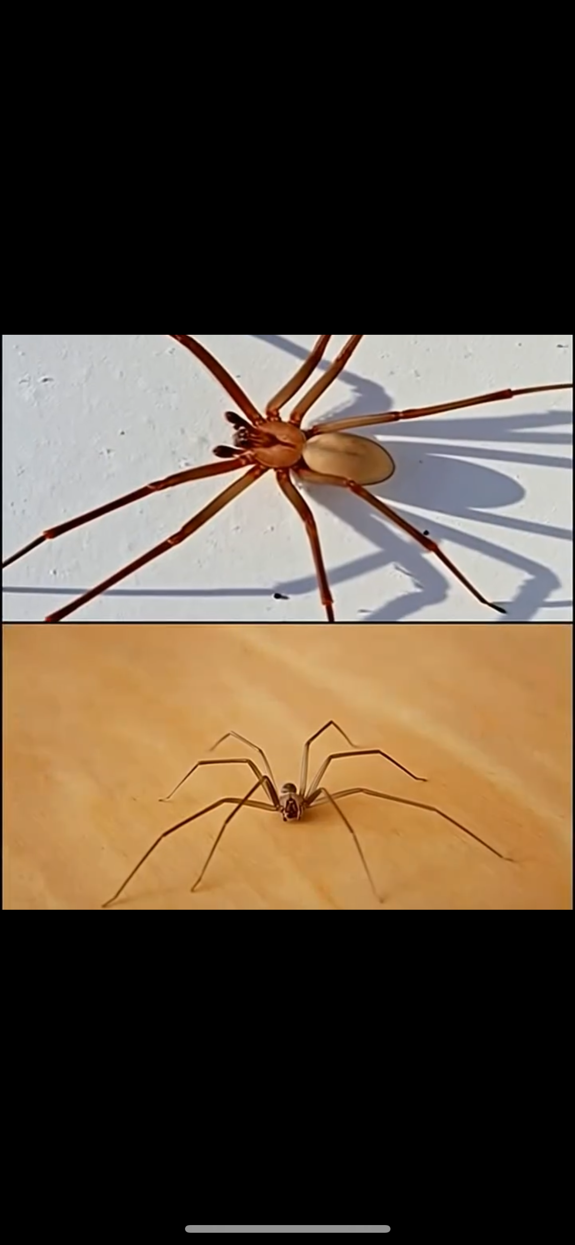 This Spider Will Harm You With Just One Bite.