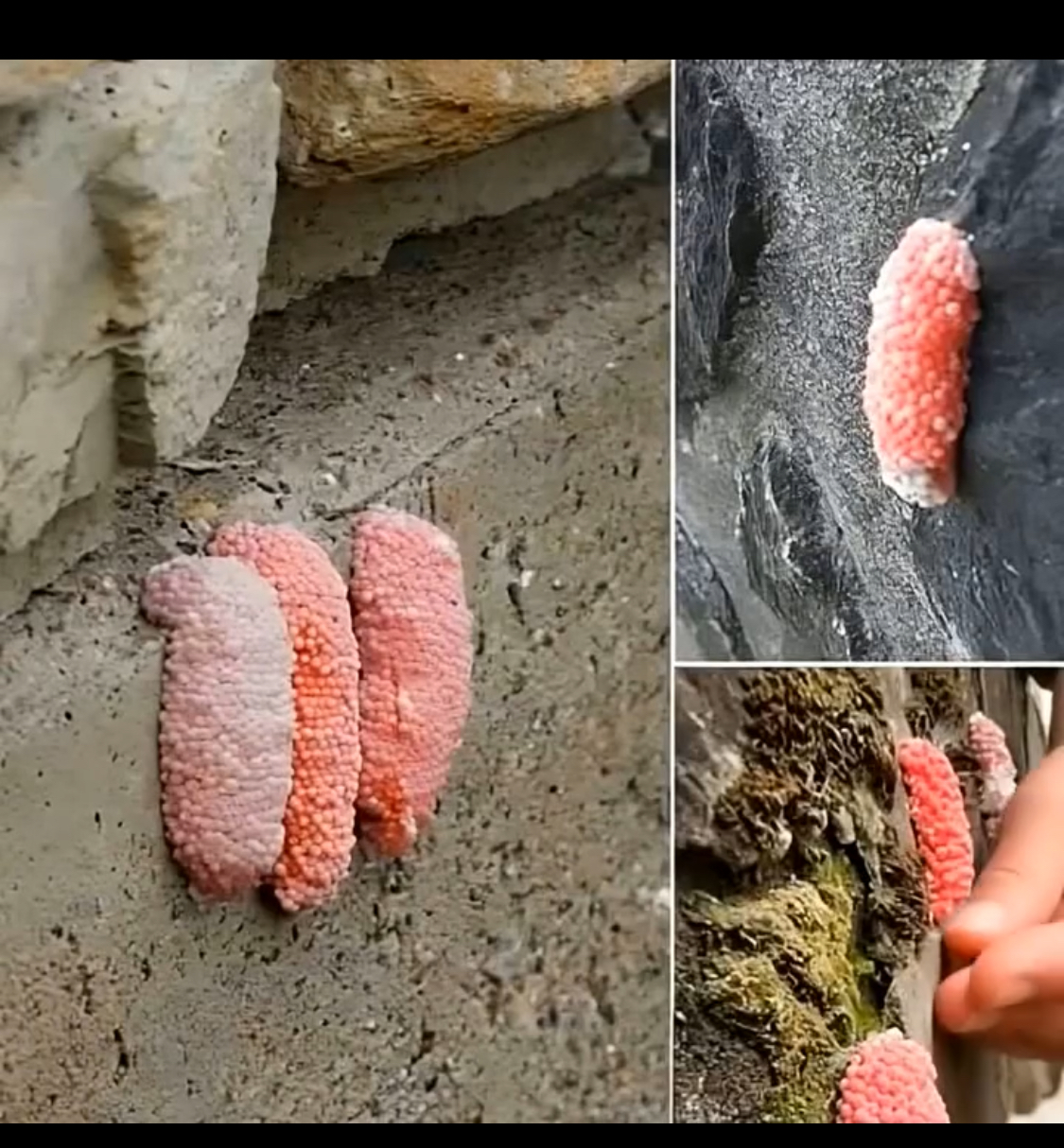 Be careful if you see these little pink