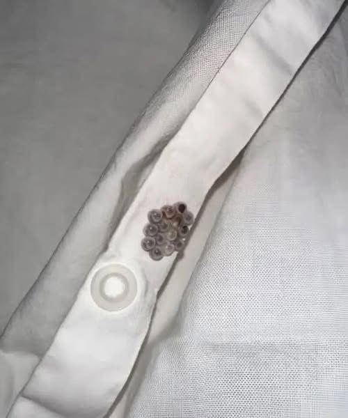 I found these tiny balls in my bed and nearly had a heart att.ack: here’s what they were