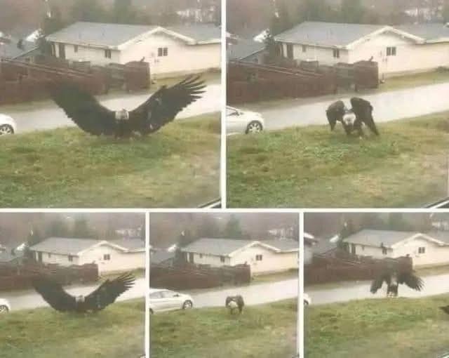 😳😳😳Giant Eagle captured in Brownsville, Texas: A Stunning Discovery