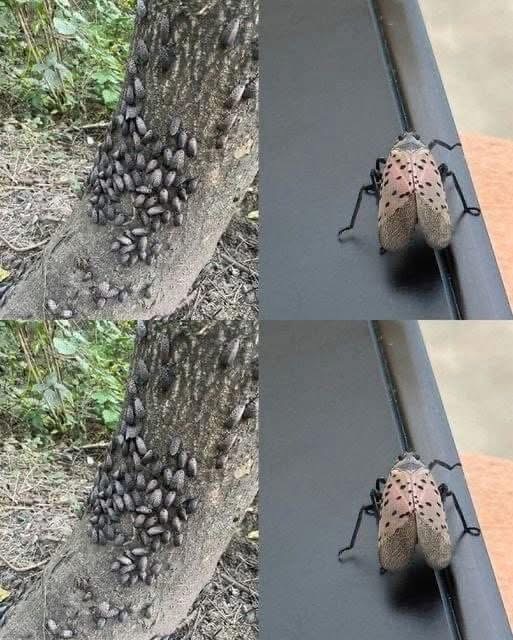 Why You Must Act Immediately If You Spot This Insect In Your Home