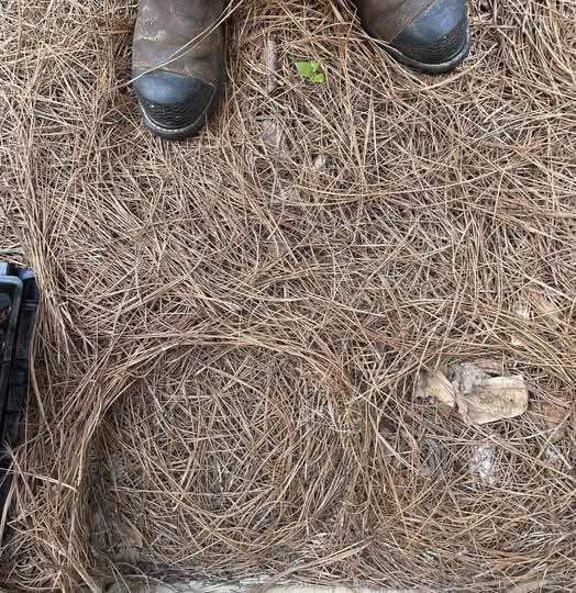 Only 1 in 10 Can See the Snake in This Picture