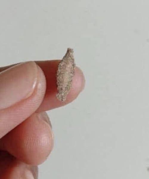 Meet the Kamitetep: The Mysterious Moth That Clings to Your Walls! (Phereoca Uterella)