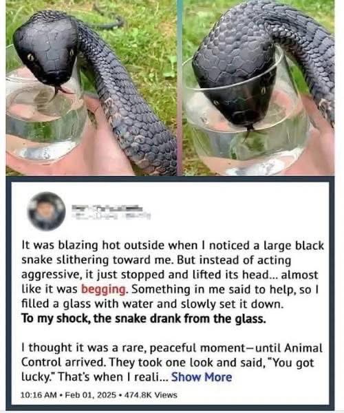 Wild Snake “Begged” Me For Some Water. When…