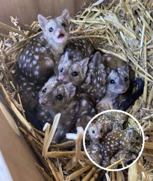Group Discover Unusually Spotted Creatures, Stunned When They Realize What They Are