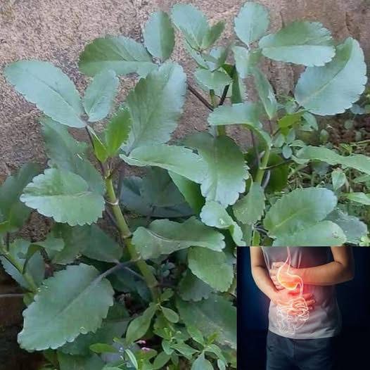 If you have this leaf in your compound, you actually have gold but you don’t know