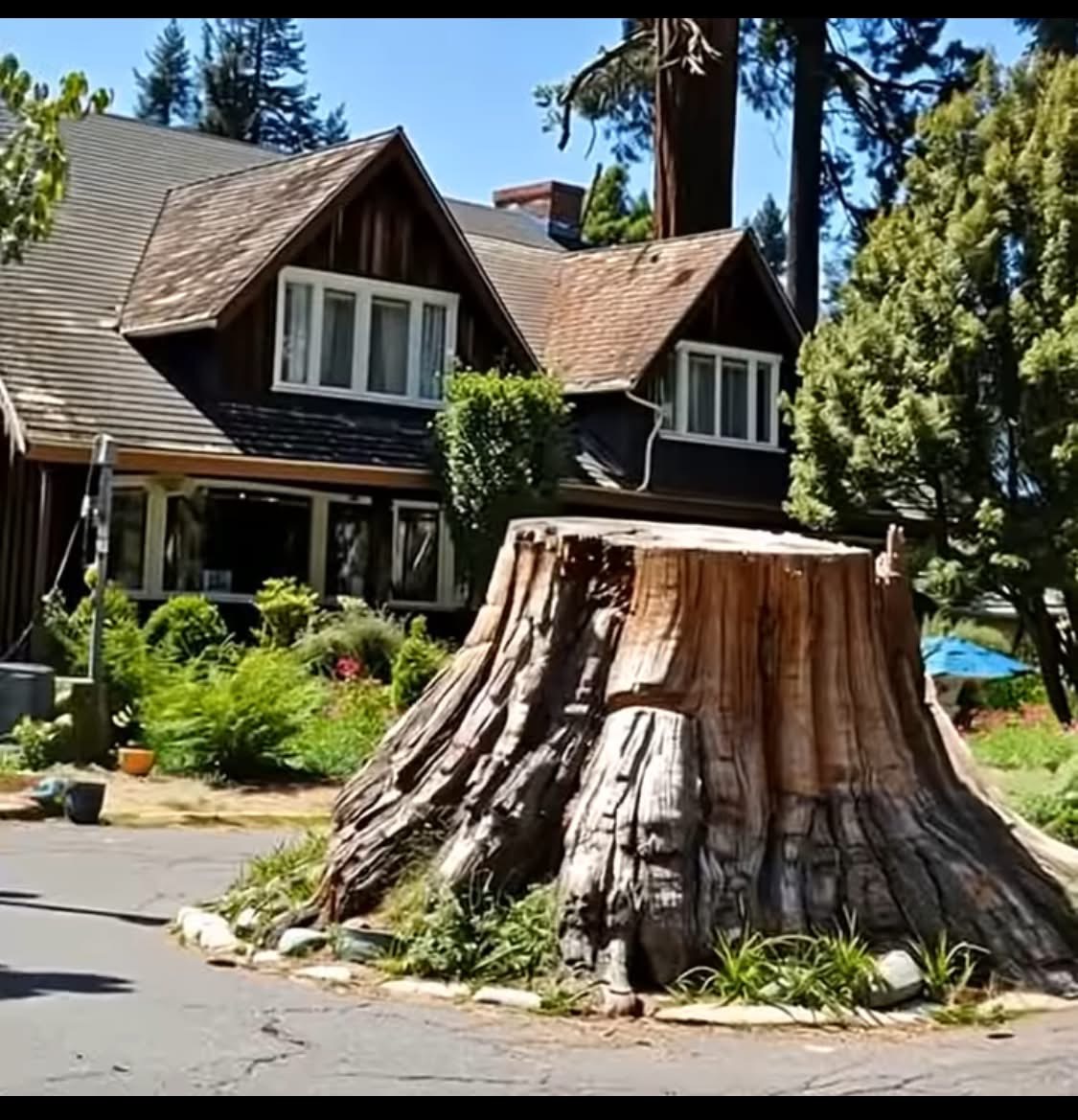 When a Jealous Neighbor Destroyed Our 200-Year-Old Tree — I Had to Put Her in Her Place