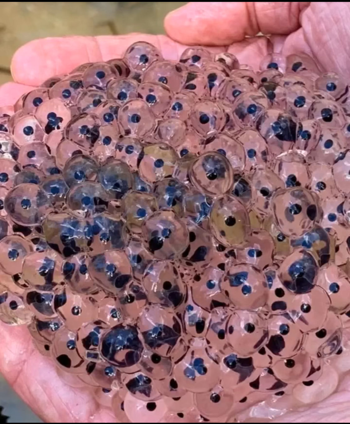 Farmer discovers strange eggs in his field – experts offer surprising explanation