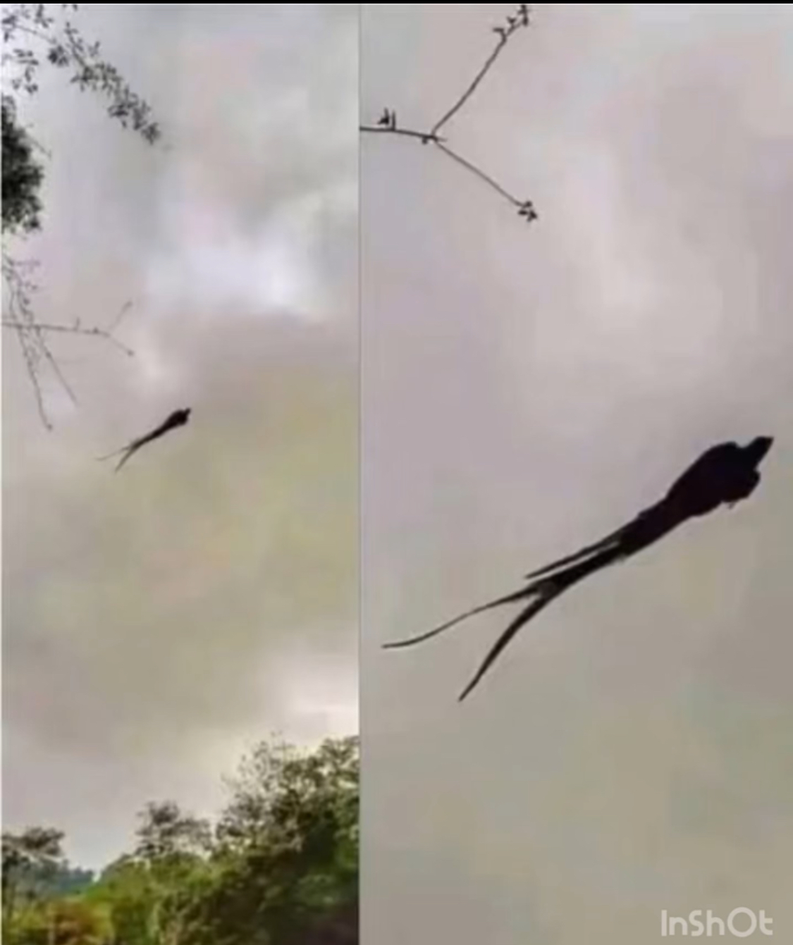 Majestic captured in Mexico