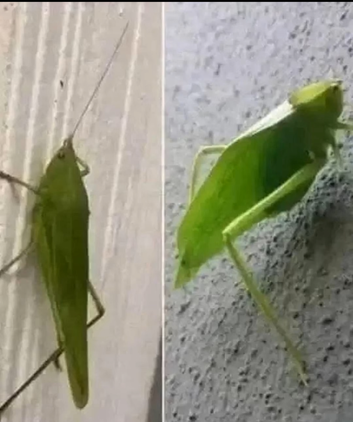 The Leaf Grasshopper’s Secret Signals