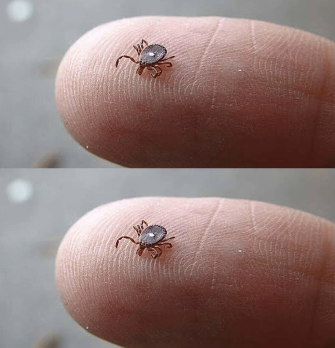 If You Notice This Insect, Take These Steps