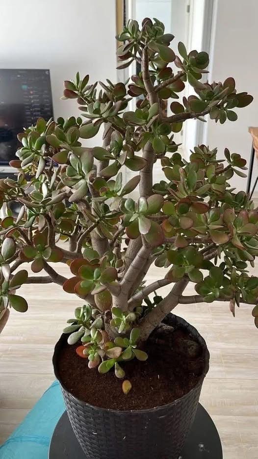 The Surprising Secrets Behind the Beloved Money Tree