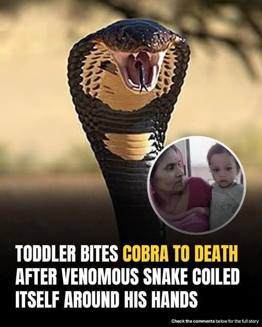 Two-Year-Old Boy Bites Cobra To Death After Snake Coils Around His Hands In India
