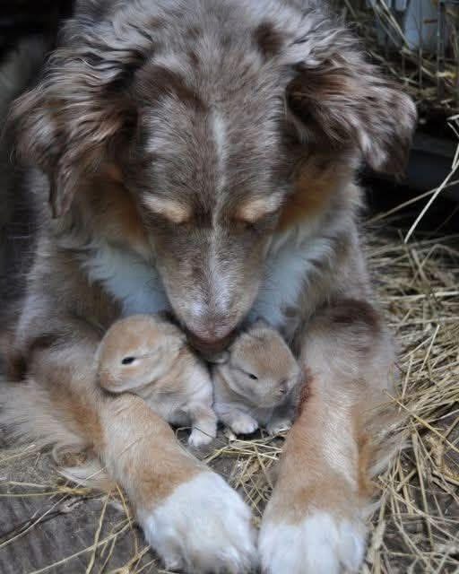 I CAUGHT MY DOG HIDING SOMETHING—AND IT CHANGED EVERYTHING I THOUGHT I KNEW