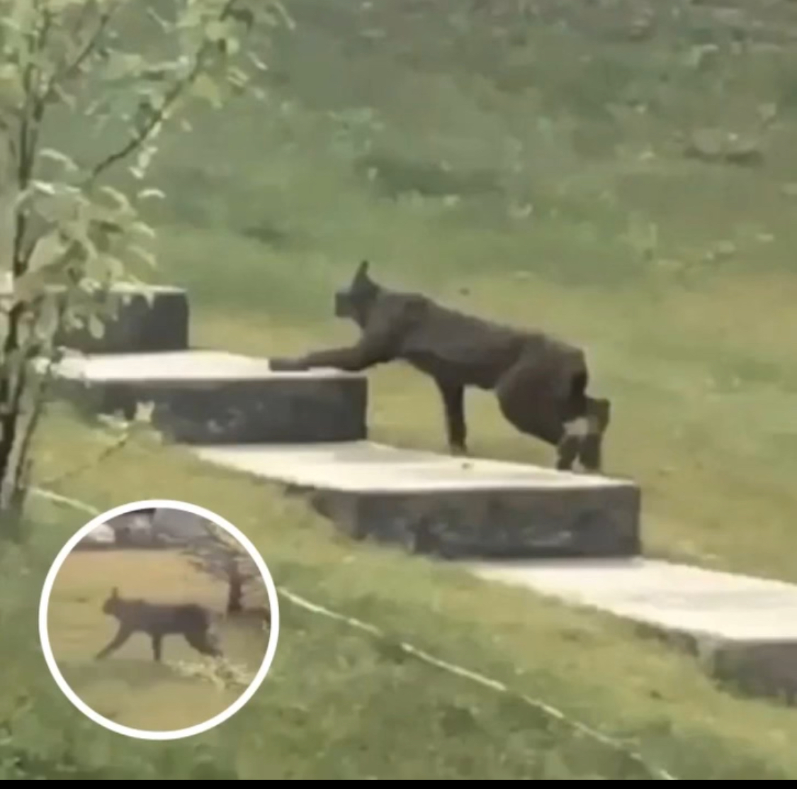 Rare Creature Caught On Camera For The 1st Time