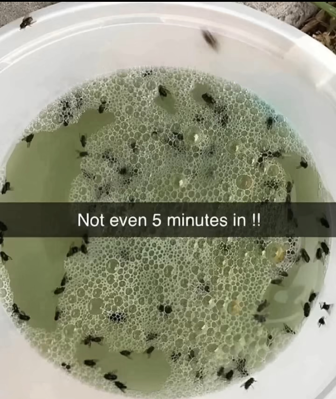 Say Goodbye to Pesky Insects with This Homemade Natural Bug Repellent