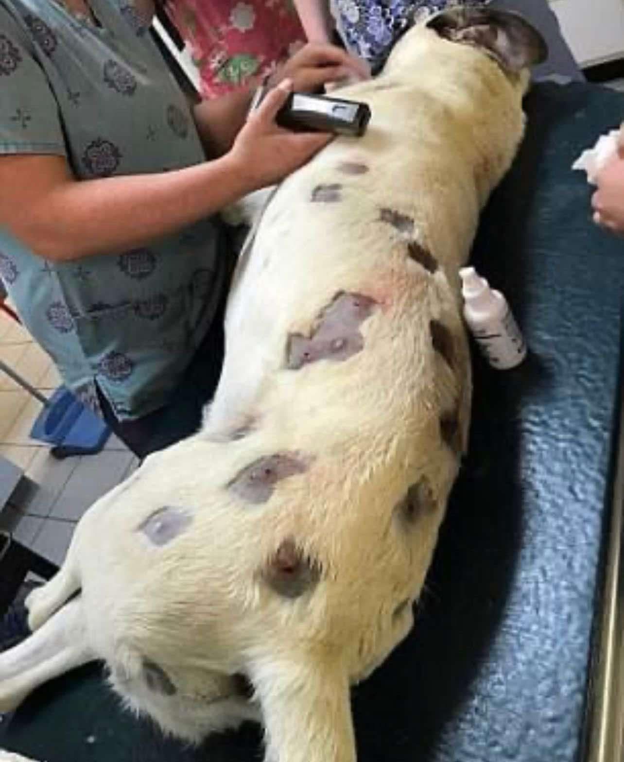 Her pet dog was covered in marks she thought were insects. But after taking him to the vet she could not believe what was really attached to her dog! Scary! Check the comments