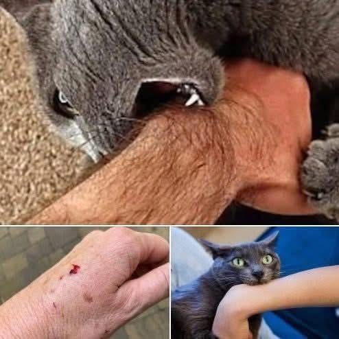 If the cat bites you, here’s what it really means… Check comments