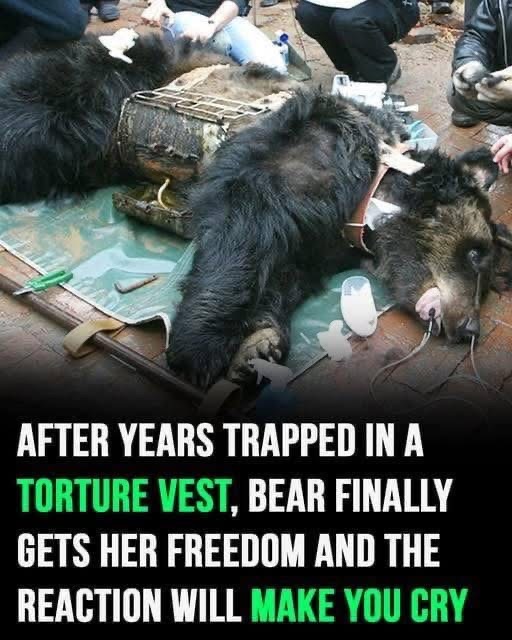 Caesar the bear spent every day in pure agony, cruelly trapped on a farm with a torture west. Her rusty cage was her prison, her life a living hell. But the moment she was freed, everything changed. Try not to cry when you see her reaction in the comments